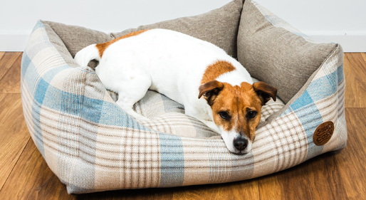 Checked dog beds best sale