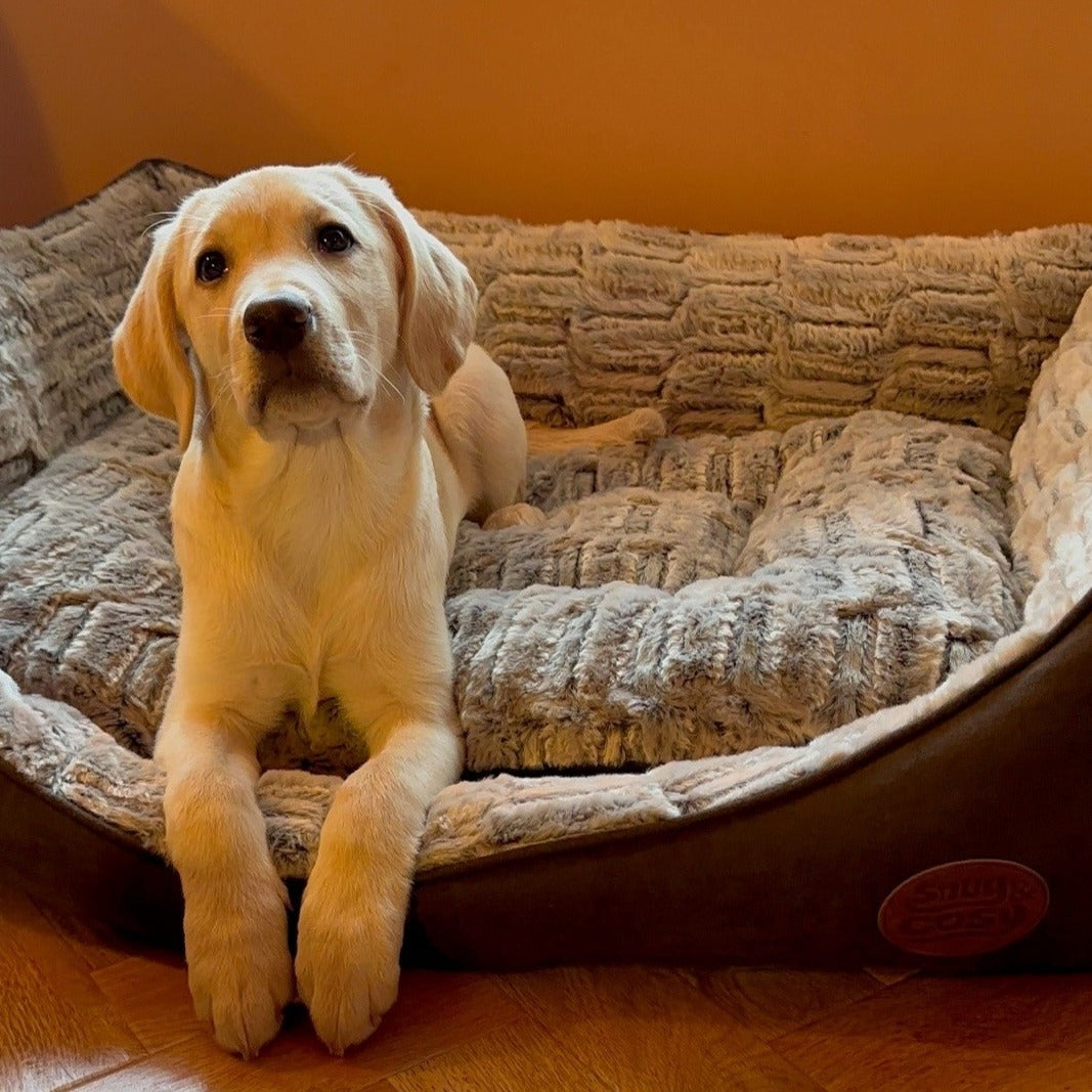 Snug and cosy dog bed sales extra large