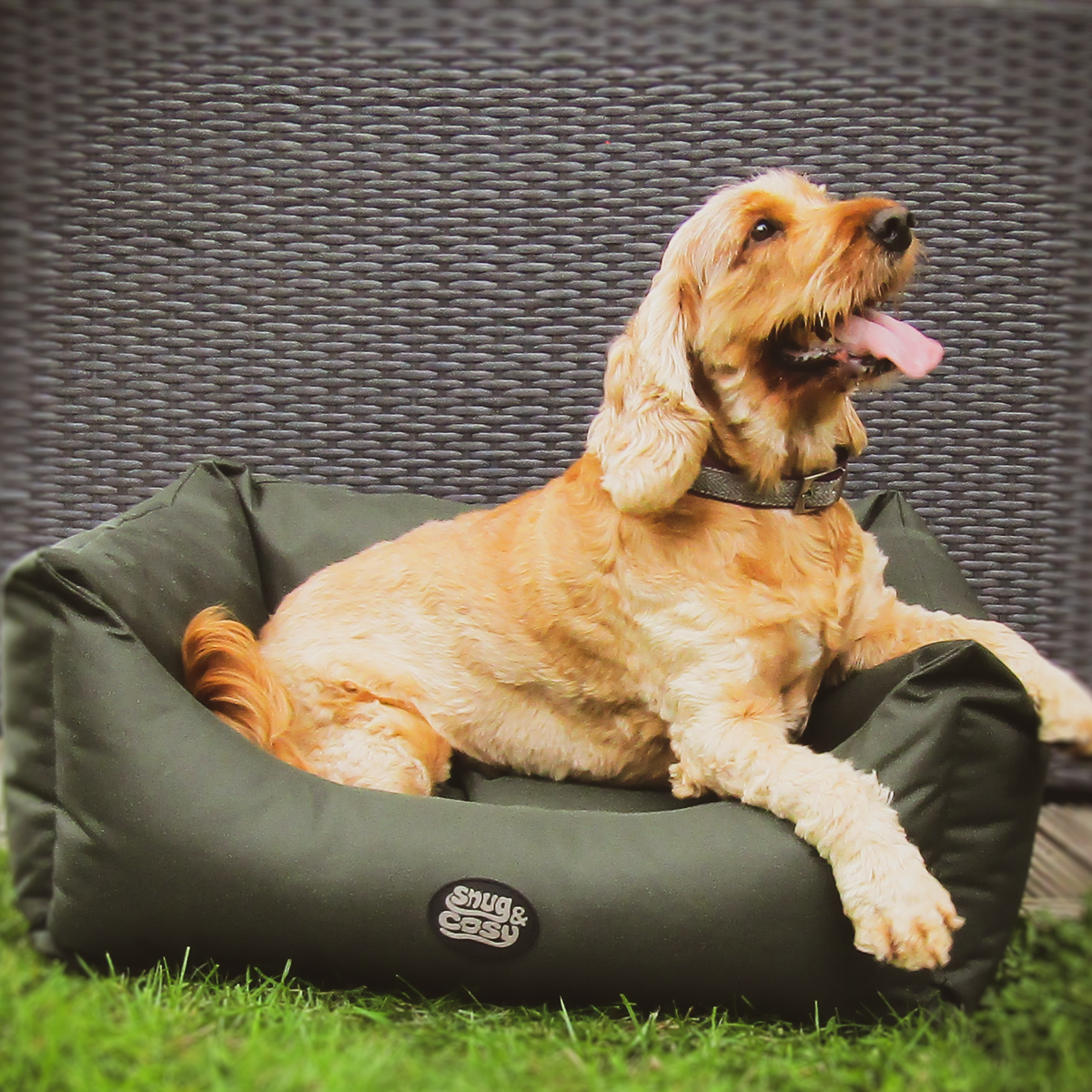 Scruffs waterproof best sale dog bed