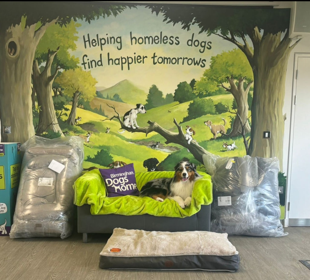 Snug and Cosy’s journey with Birmingham Dogs Home
