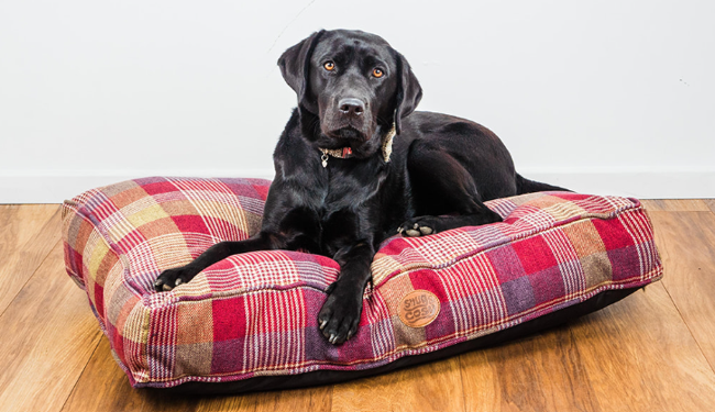 Highland Mulberry Cushion Lounger