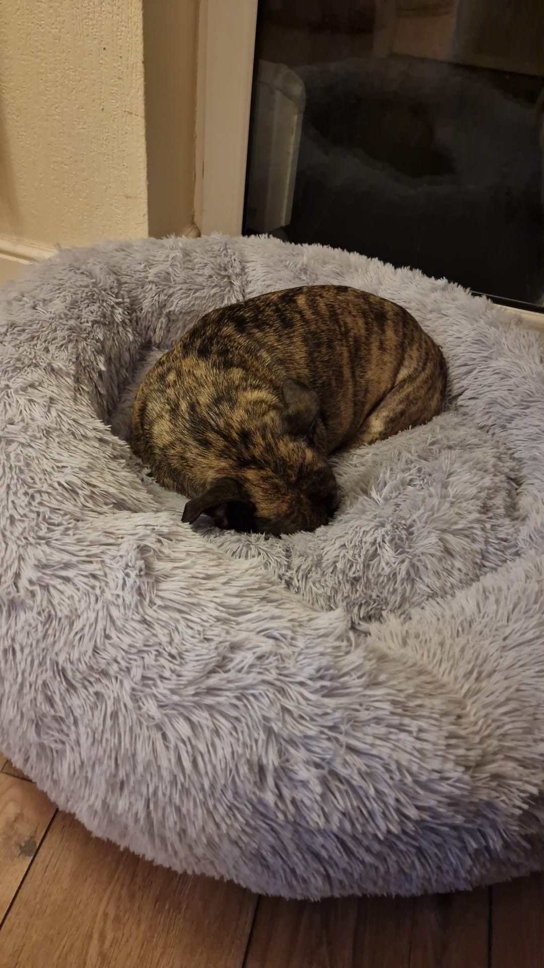 Anti Anxiety Donut Pet Bed