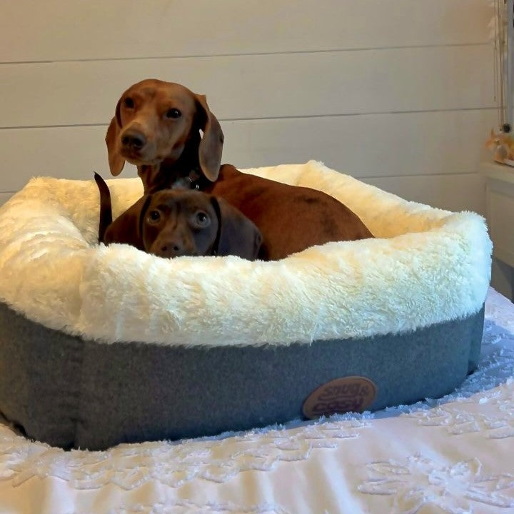 Ivory Box Bed (one size) Puppy or Cat Bed