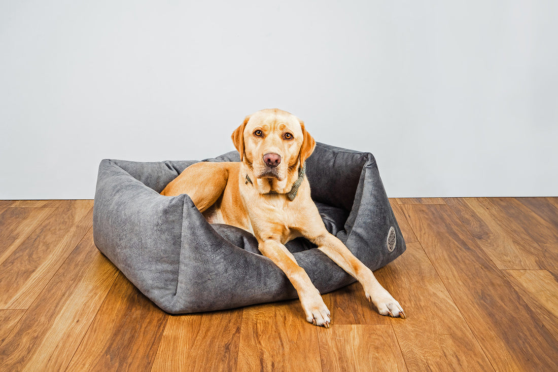 Velour Dog Bed