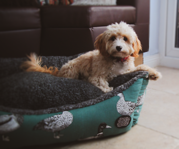 Teal Duck Print Bed